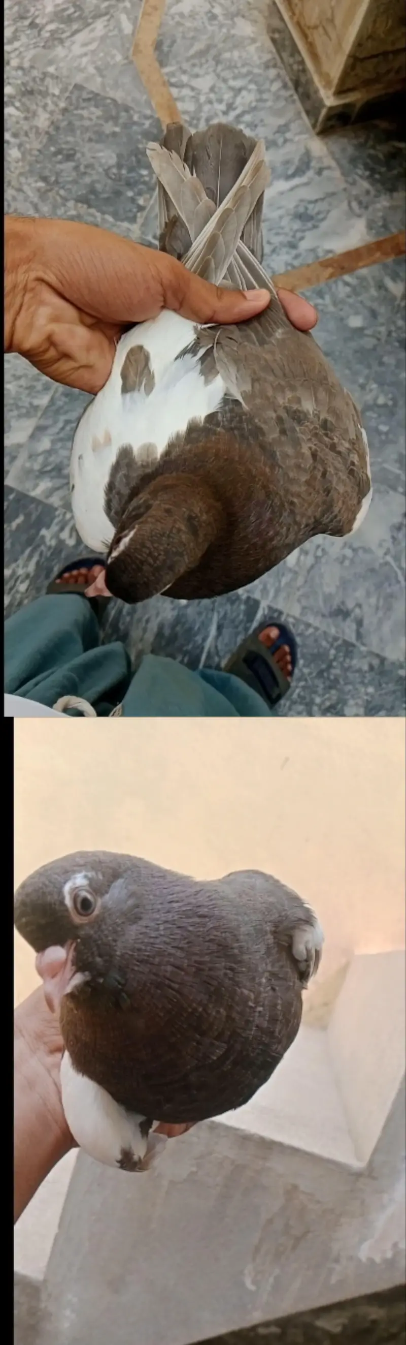 Hambera khal pigeons — photo 2
