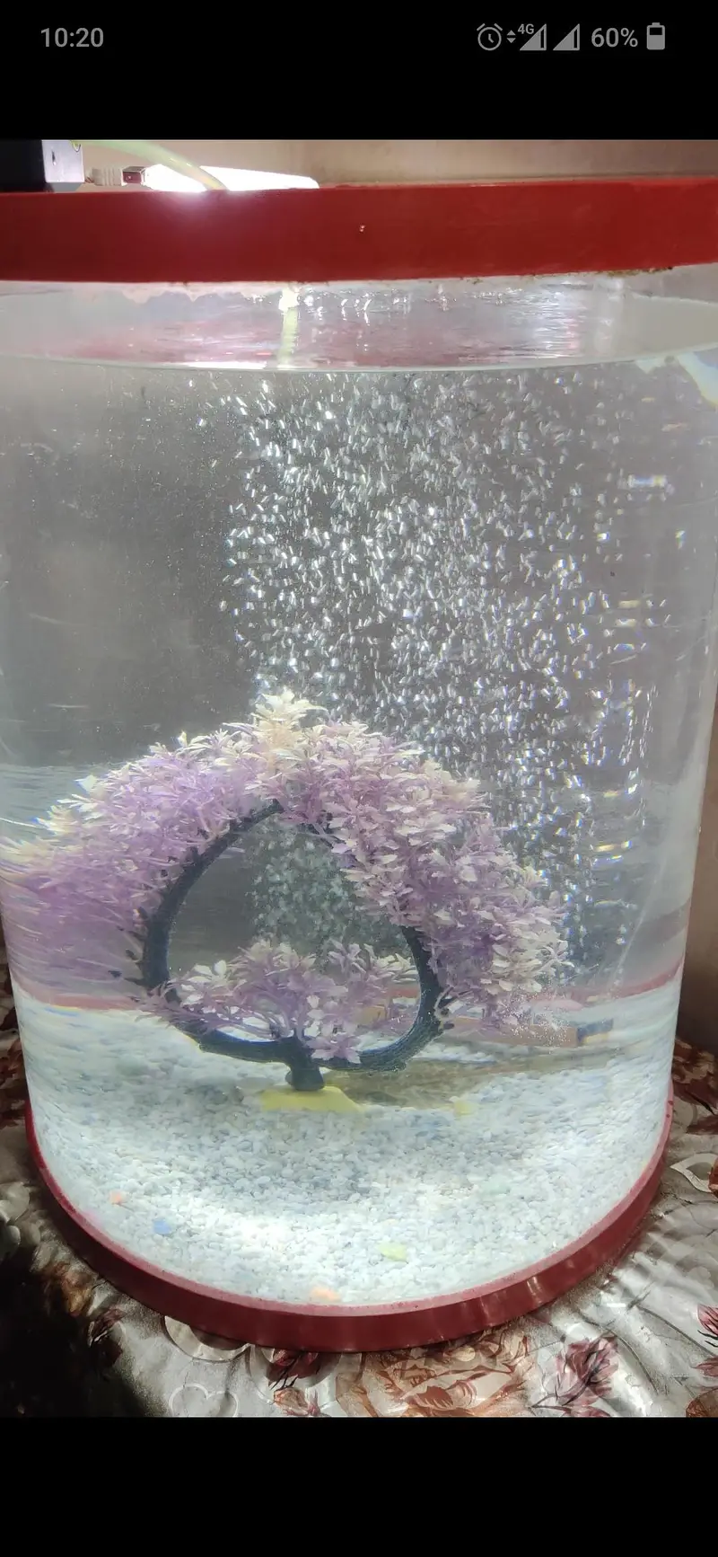 2 Fish equarium for sale. — photo 7
