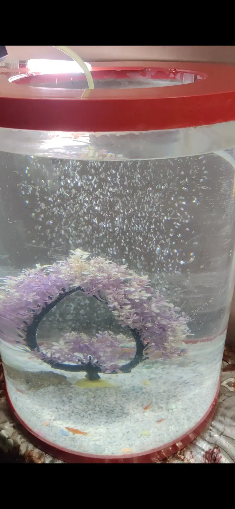2 Fish equarium for sale. — photo 8