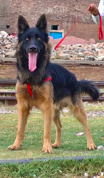 Belgium Shepherd male age 12 months full security Dog available