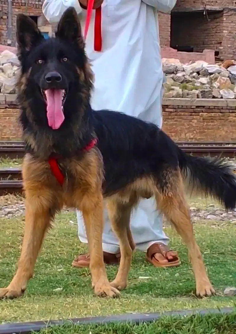 Belgium Shepherd male age 12 months full security Dog available — photo 2