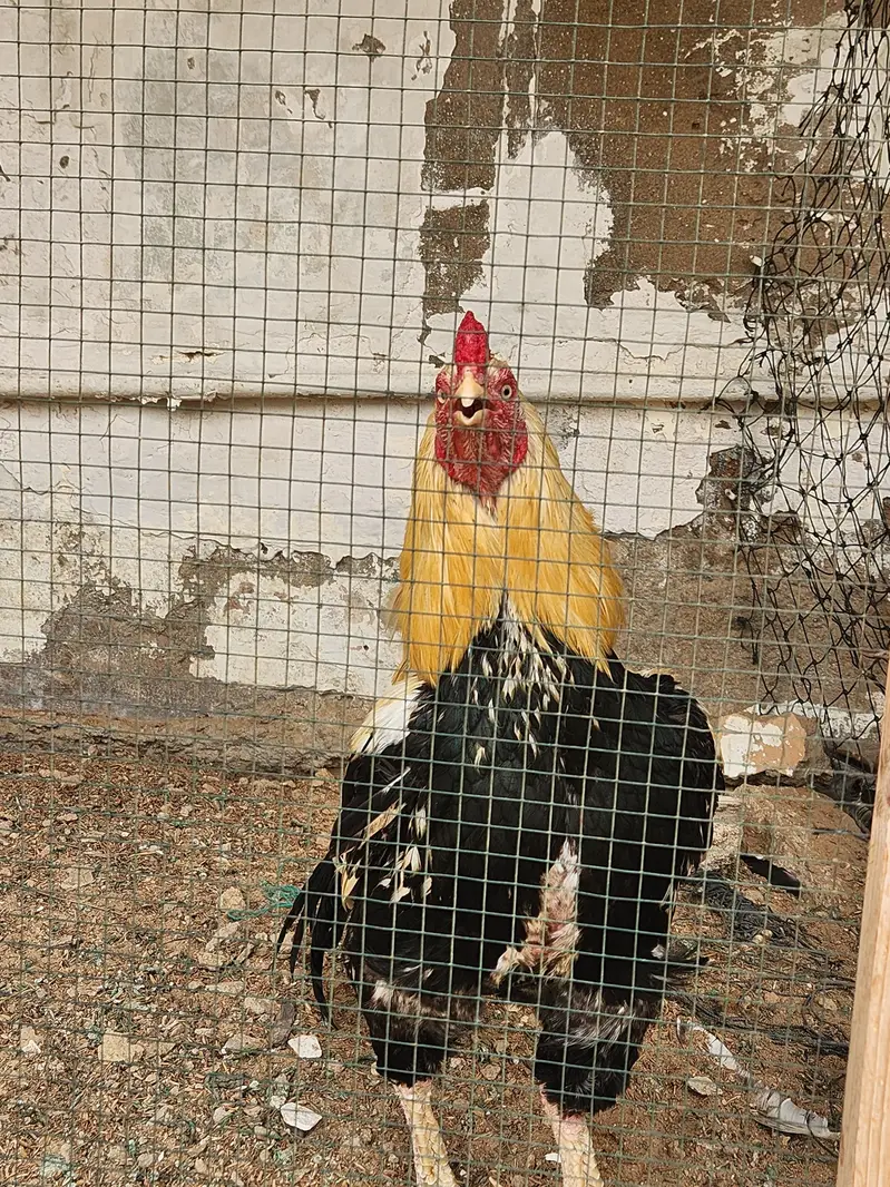 Pure java Aseel Breeder — photo 4