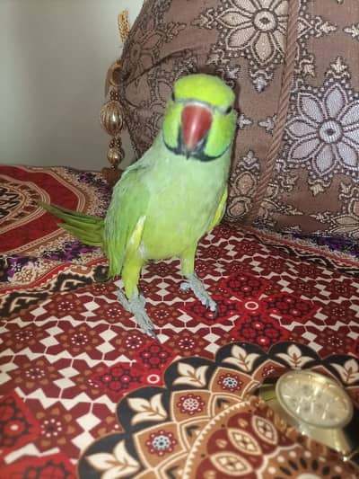 talking green ringneck parrot