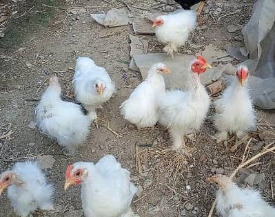 White Cochin Bentum