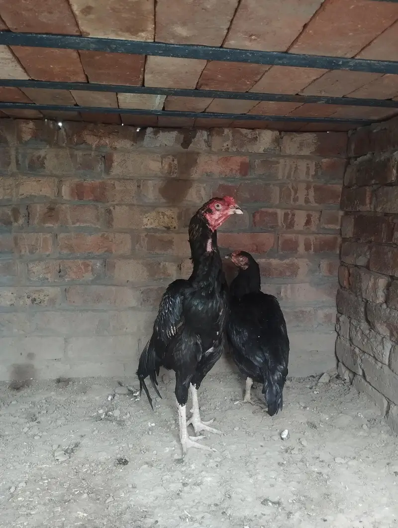 sab ki munasin price hai — photo 2