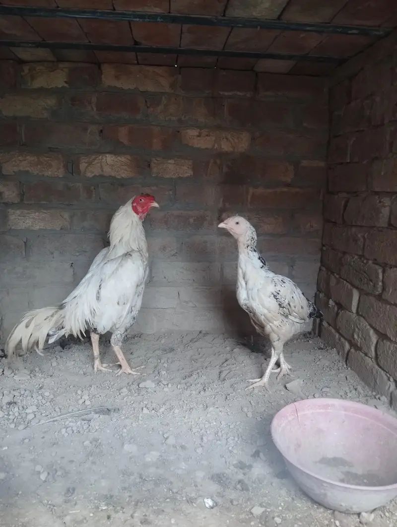 sab ki munasin price hai — photo 4
