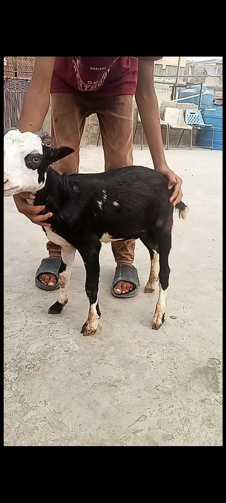 bakra our bakri — photo 7