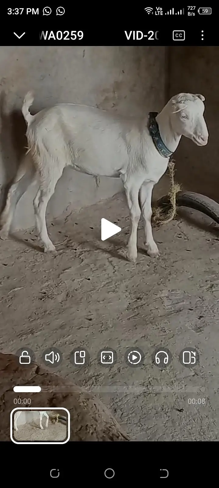bakra our bakri — photo 8