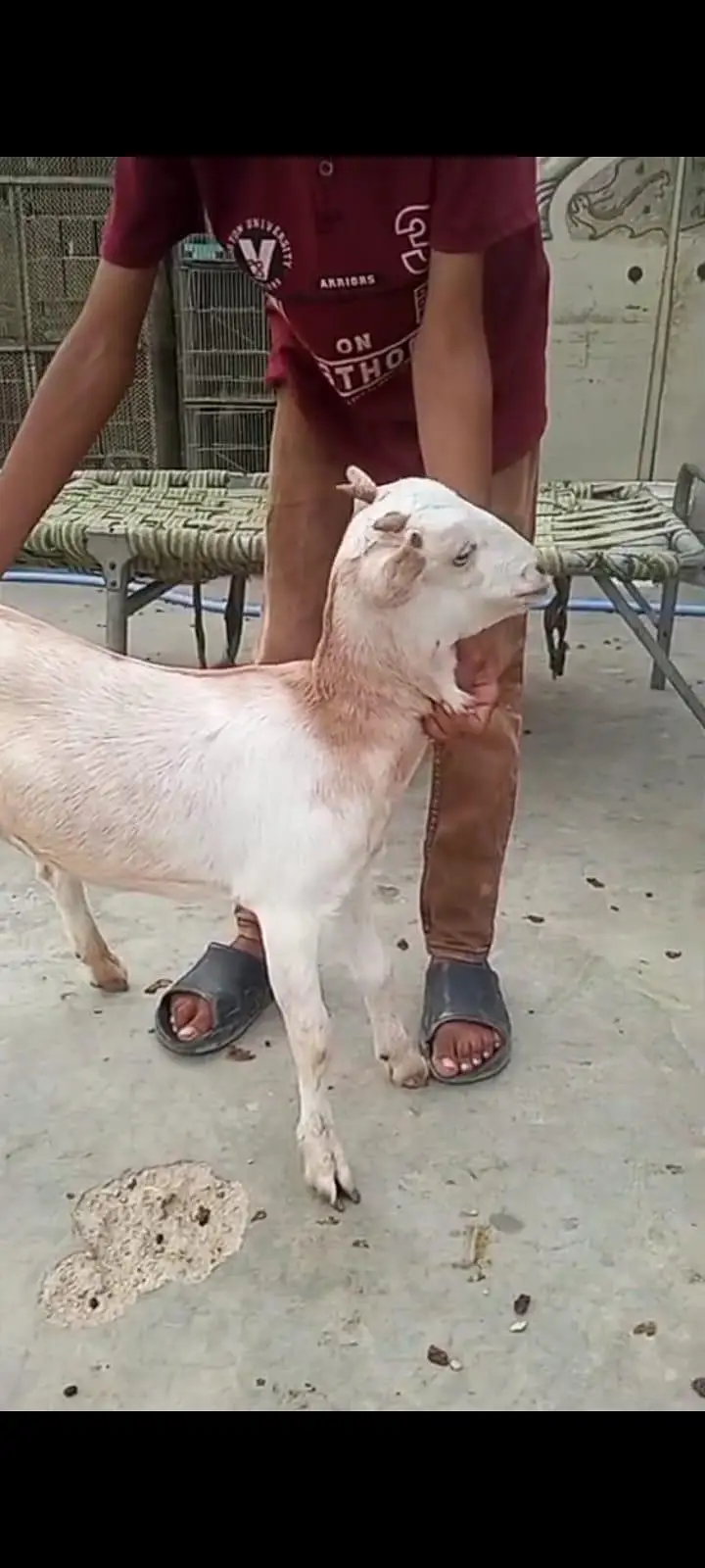 bakra our bakri — photo 9