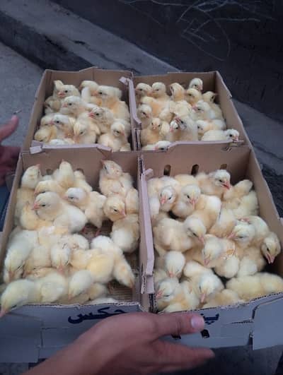 orignal borilar chicks avilabele A garet 0323-4460726