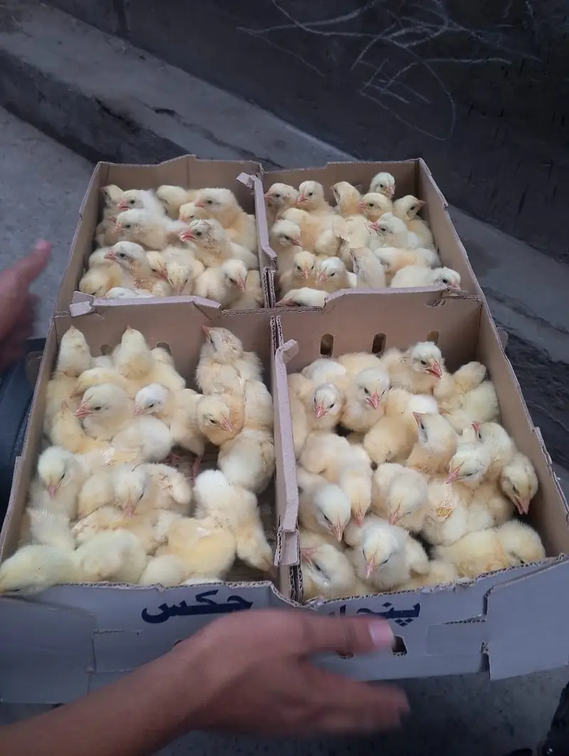 orignal borilar chicks avilabele A garet 0323-4460726 — photo 2