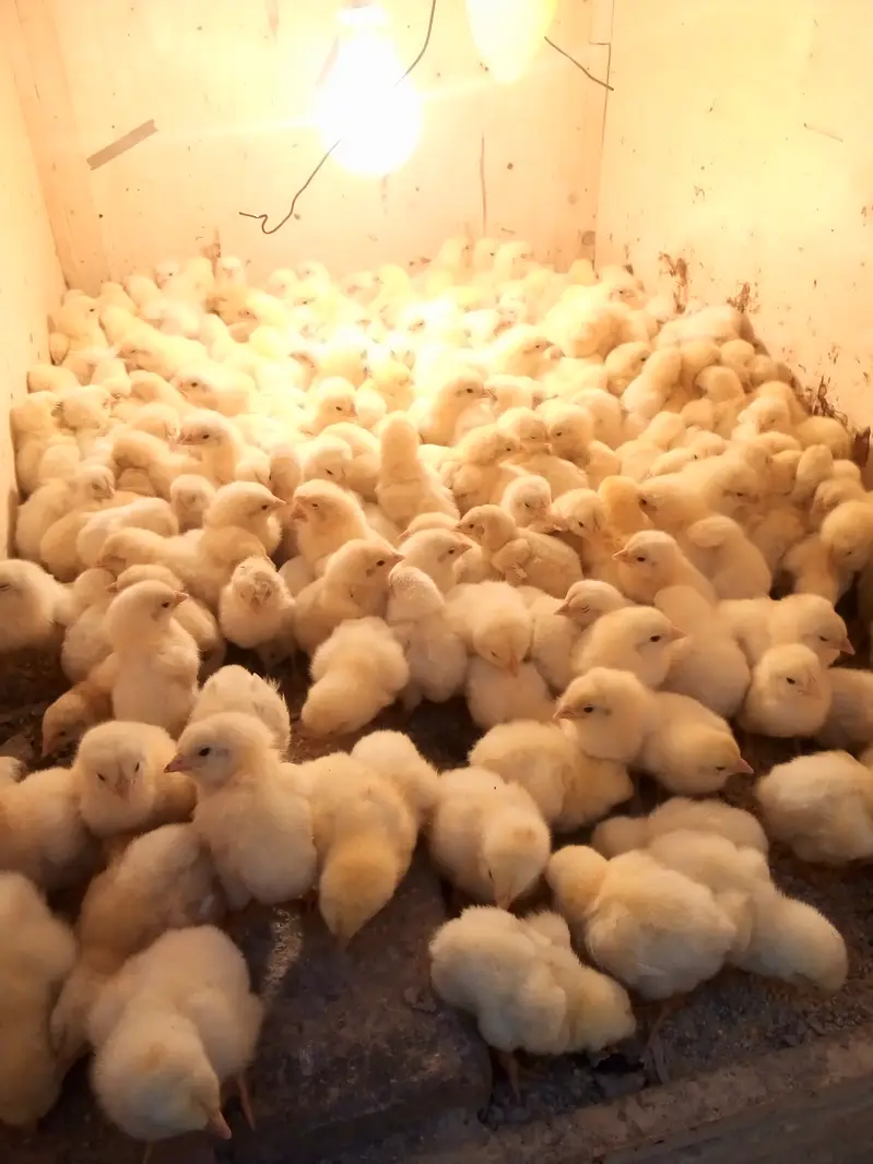 orignal borilar chicks avilabele A garet 0323-4460726 — photo 3