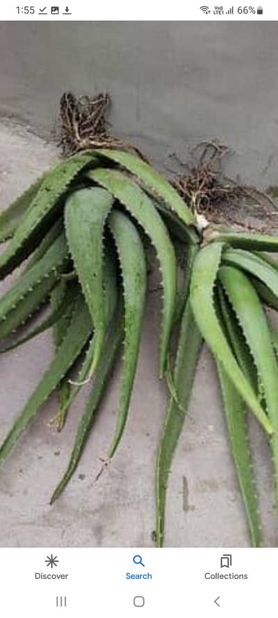 Alovera plant sale