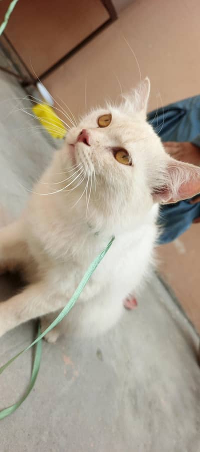 parsian cat for sale mall . . Rs 20,000.03033374155 WhatsApp