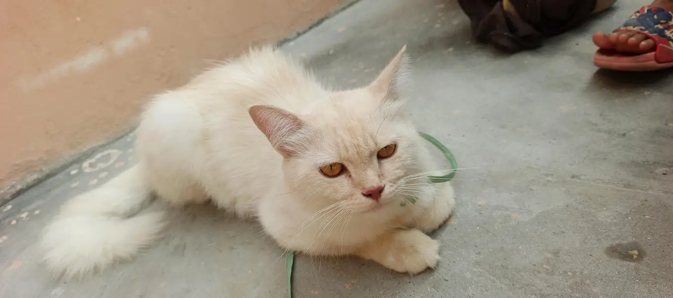 parsian cat for sale mall . . Rs 35000.03033374155 WhatsApp — photo 2