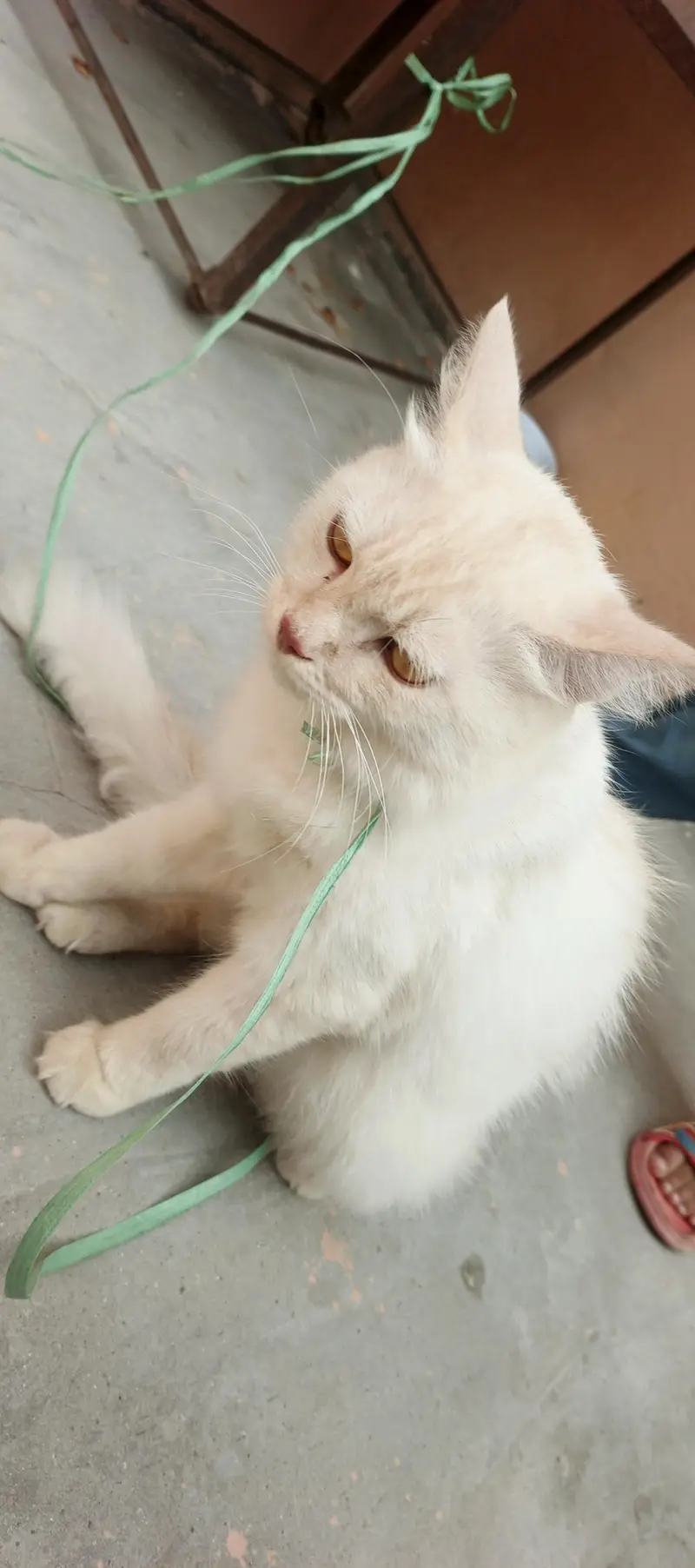 parsian cat for sale mall . . Rs 35000.03033374155 WhatsApp — photo 3