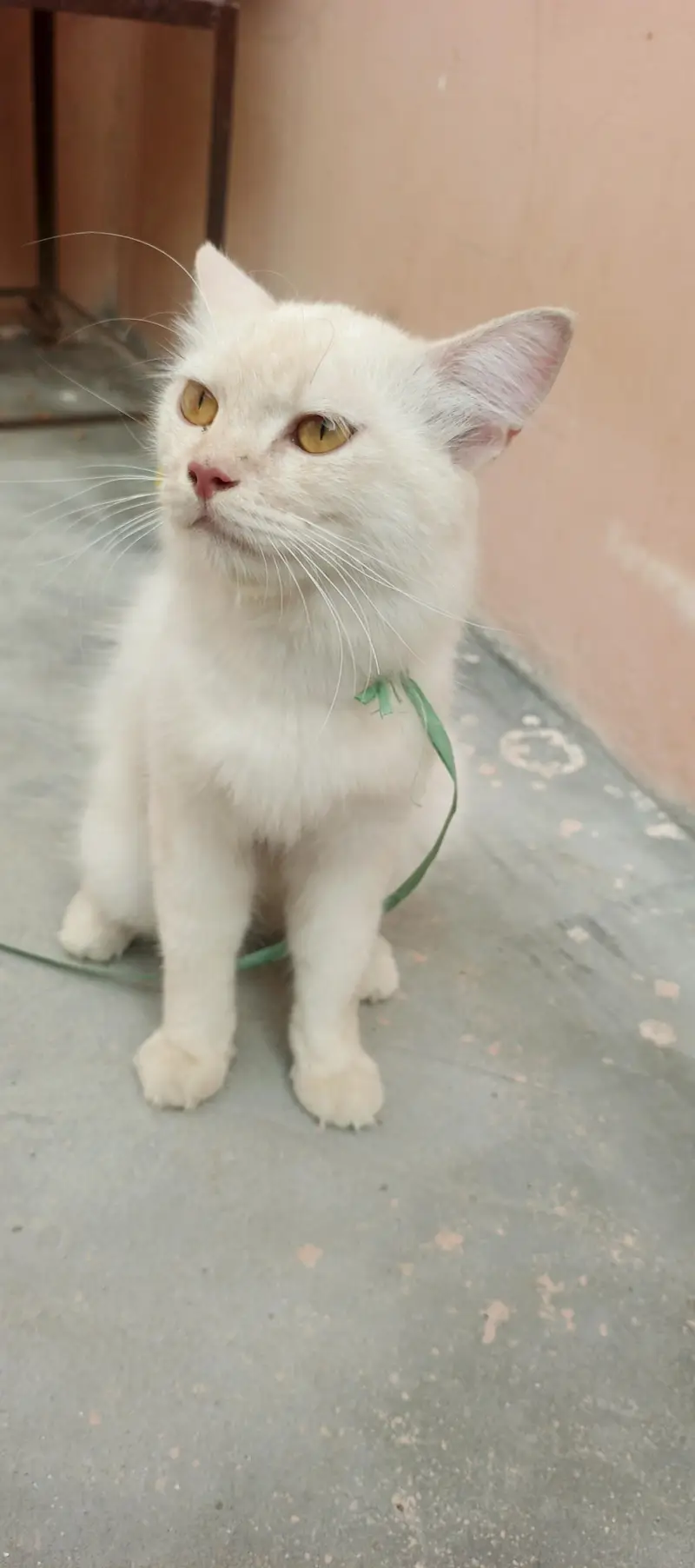 parsian cat for sale mall . . Rs 35000.03033374155 WhatsApp — photo 4