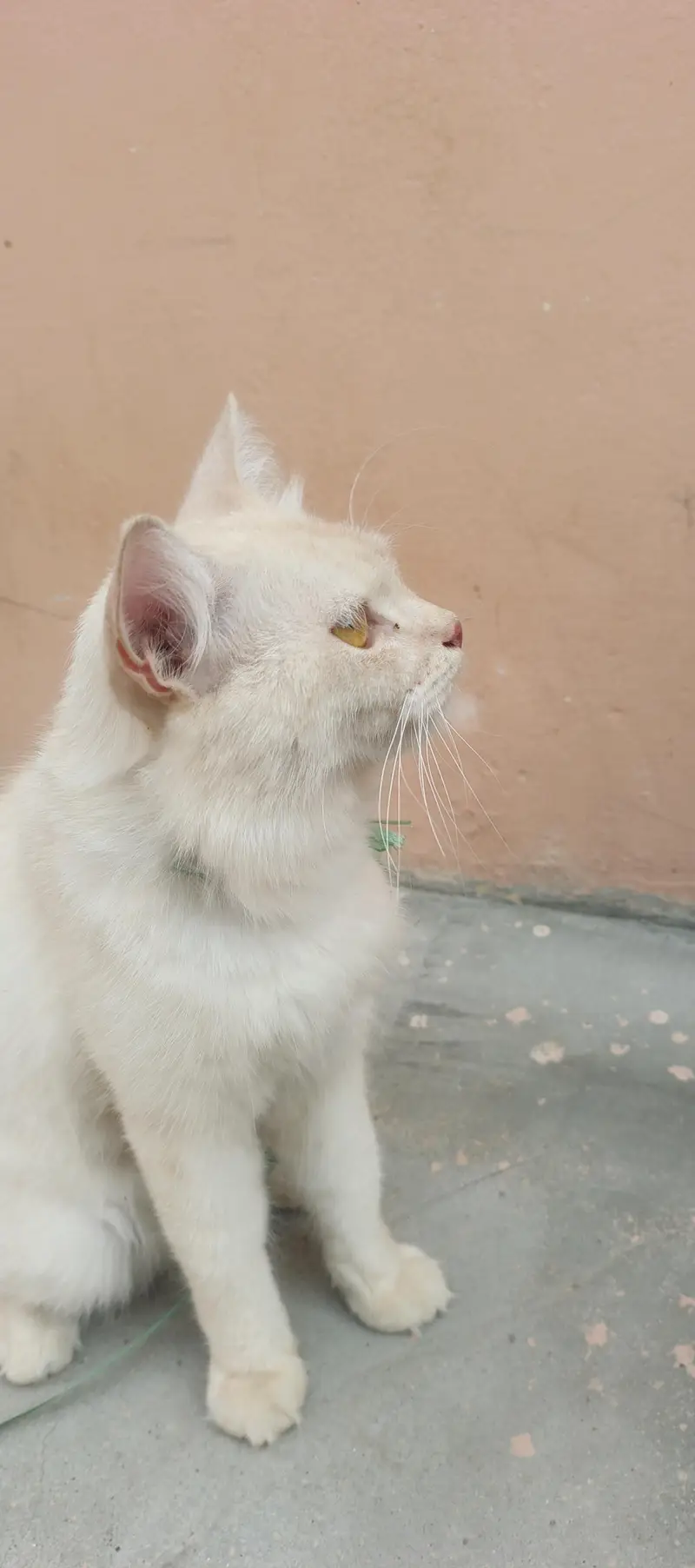 parsian cat for sale mall . . Rs 35000.03033374155 WhatsApp — photo 5