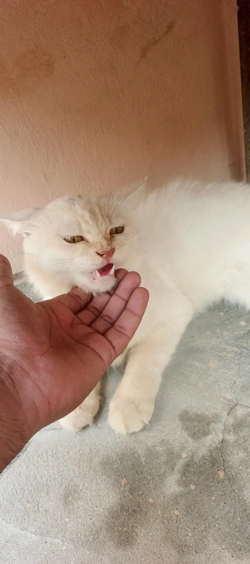 parsian cat for sale mall . . Rs 35000.03033374155 WhatsApp — photo 6