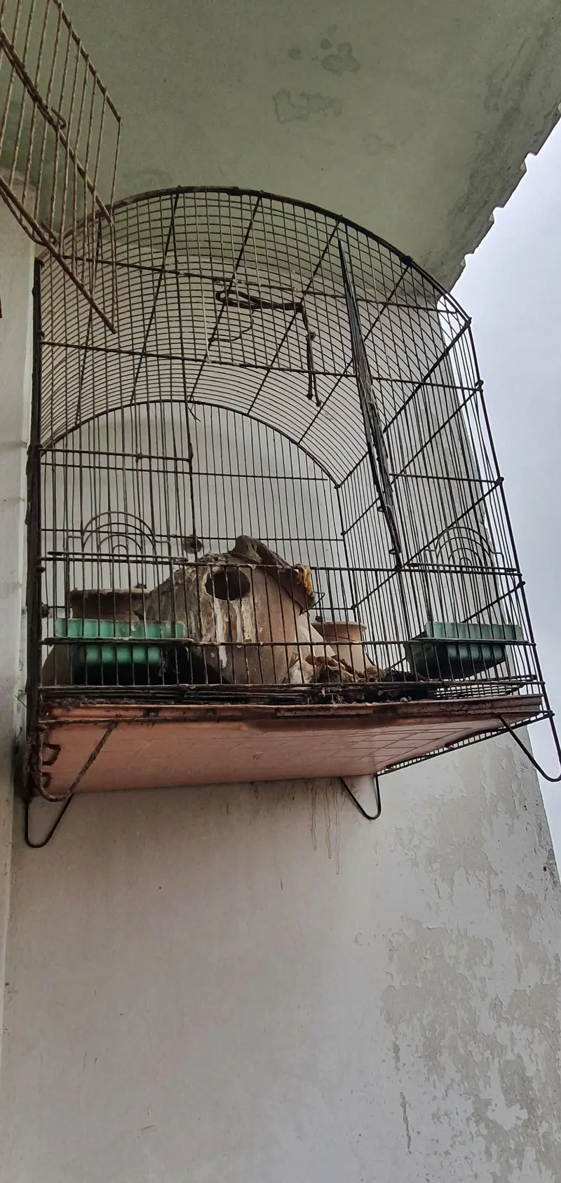 Two cages used condition — photo 2