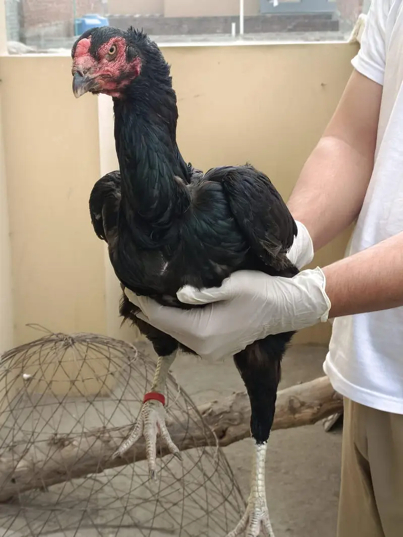 Aseel female — photo 2