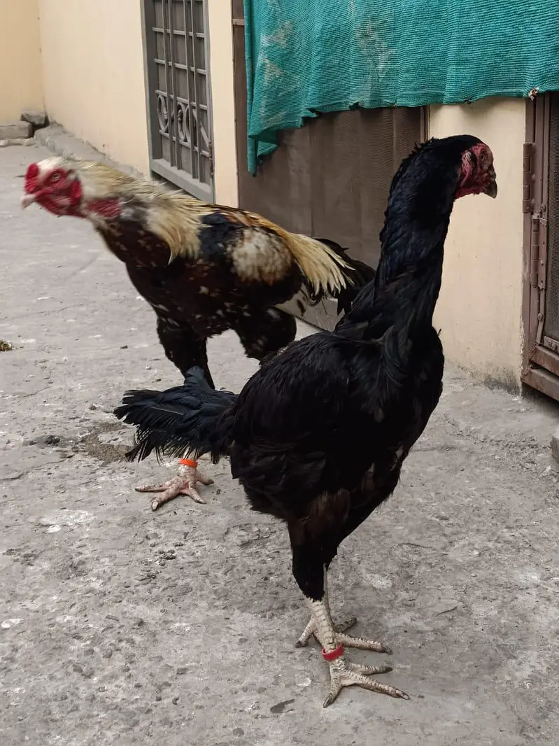 Aseel female — photo 3