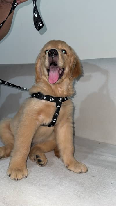 Golden Retriever Puppy for Sale