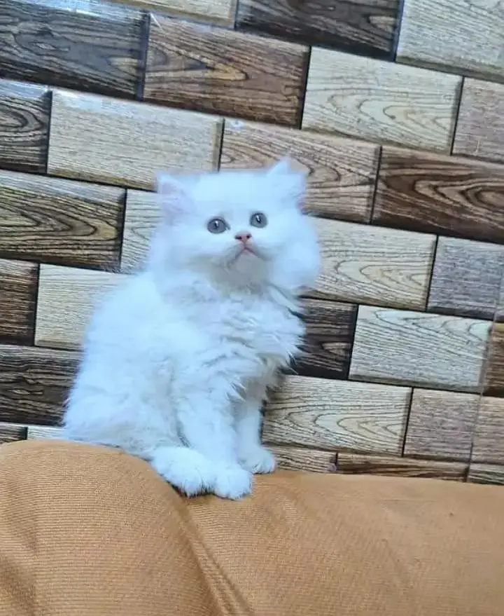 Persian cat for sale 2 month age available — photo 2