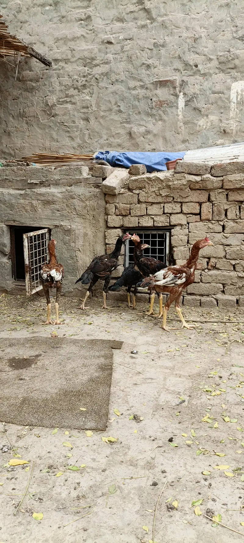 5 pathy far sale season k liey tyar hain — photo 2