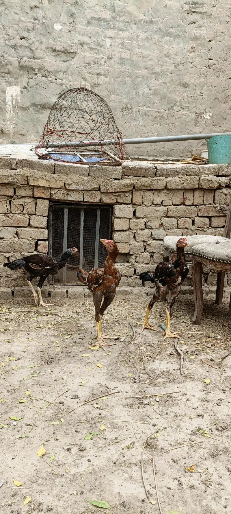 5 pathy far sale season k liey tyar hain — photo 3