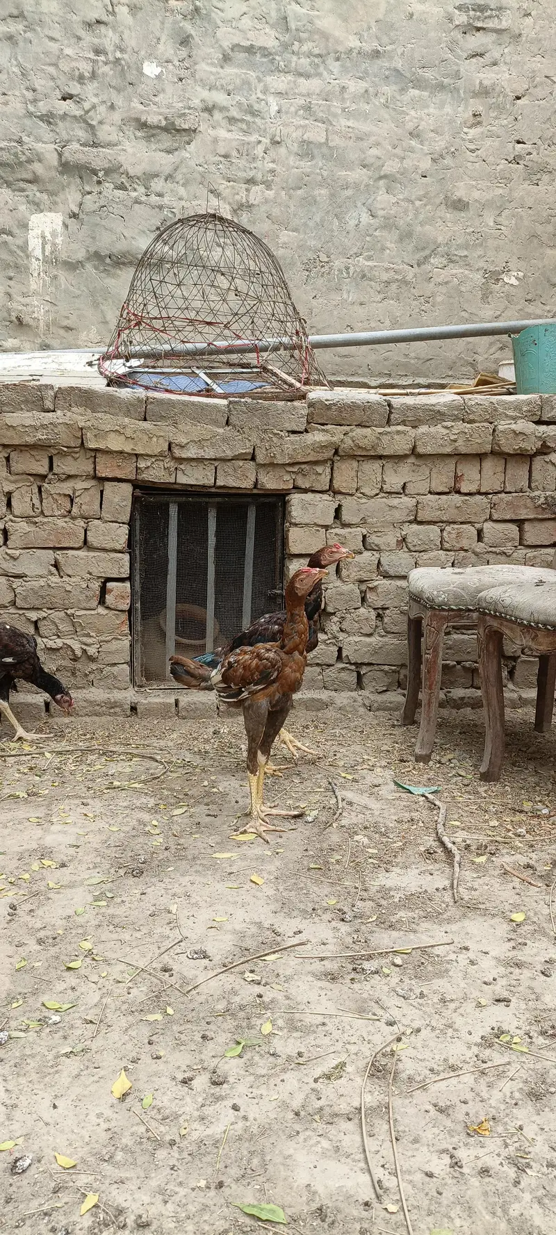 5 pathy far sale season k liey tyar hain — photo 4