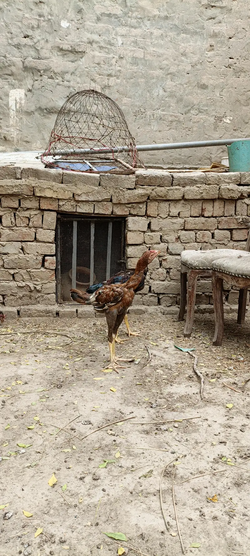 5 pathy far sale season k liey tyar hain — photo 5