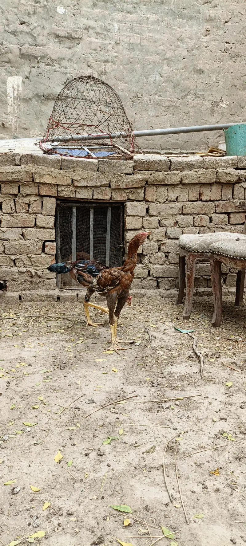 5 pathy far sale season k liey tyar hain — photo 6