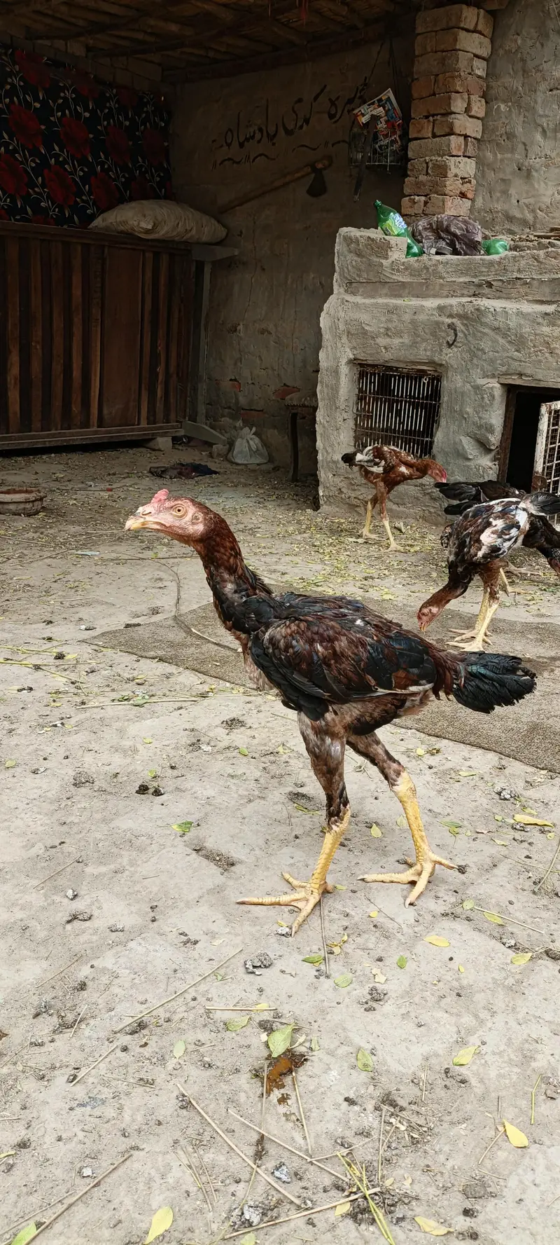 5 pathy far sale season k liey tyar hain — photo 7