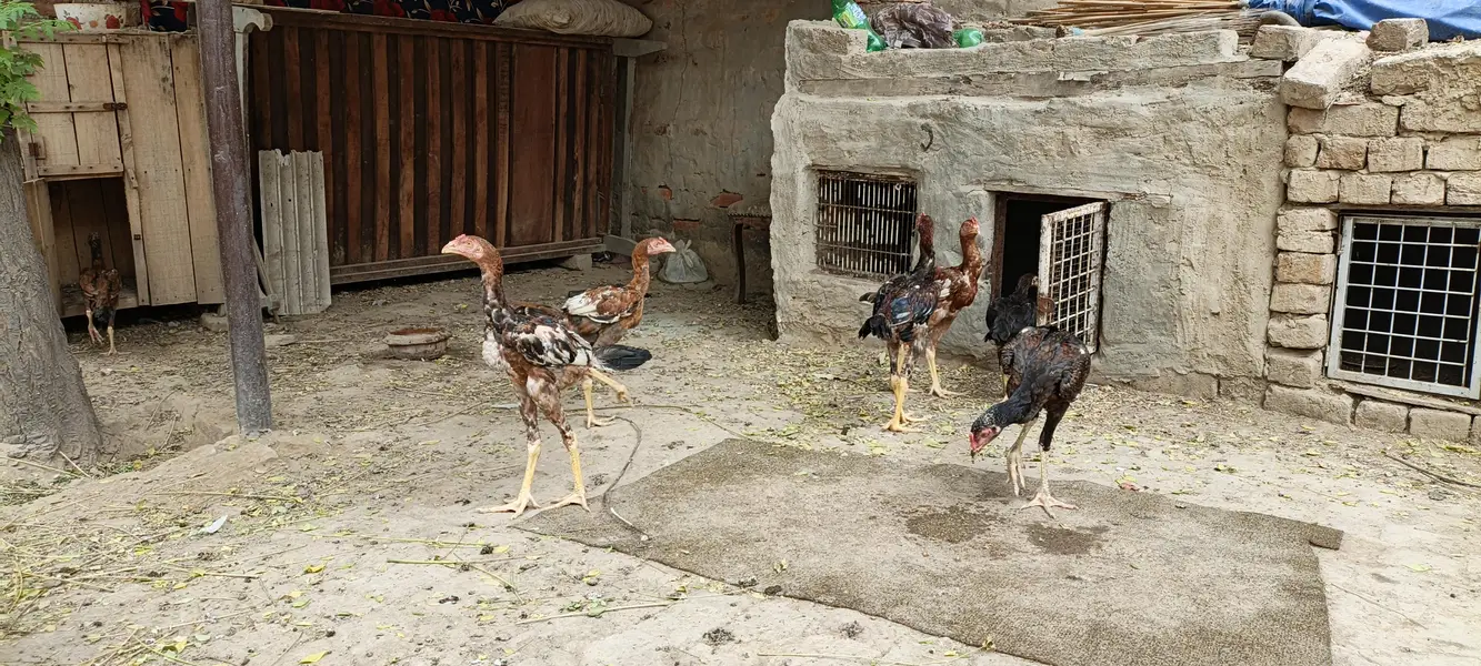 5 pathy far sale season k liey tyar hain — photo 8