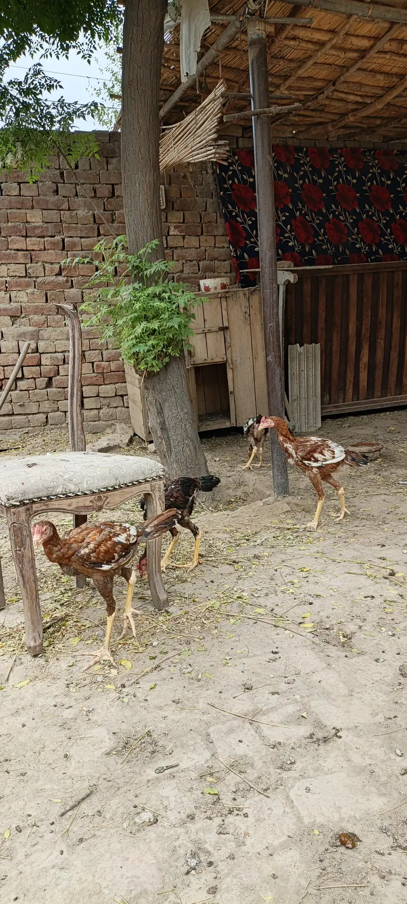 5 pathy far sale season k liey tyar hain — photo 12