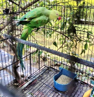 Kashmiri female Kathy parrot