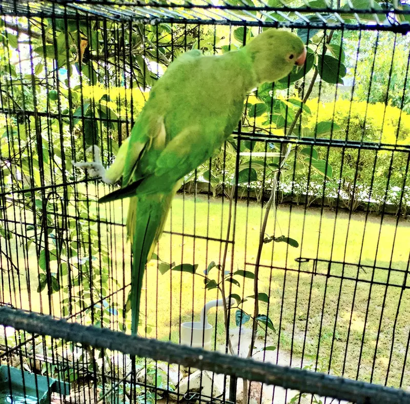 Kashmiri female Kathy parrot — photo 3