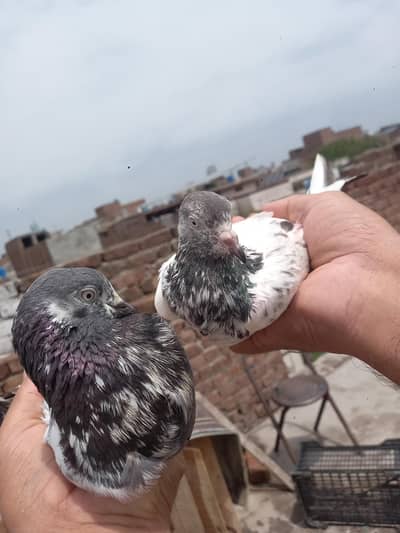 Ali wala male or golden Cross female for sale