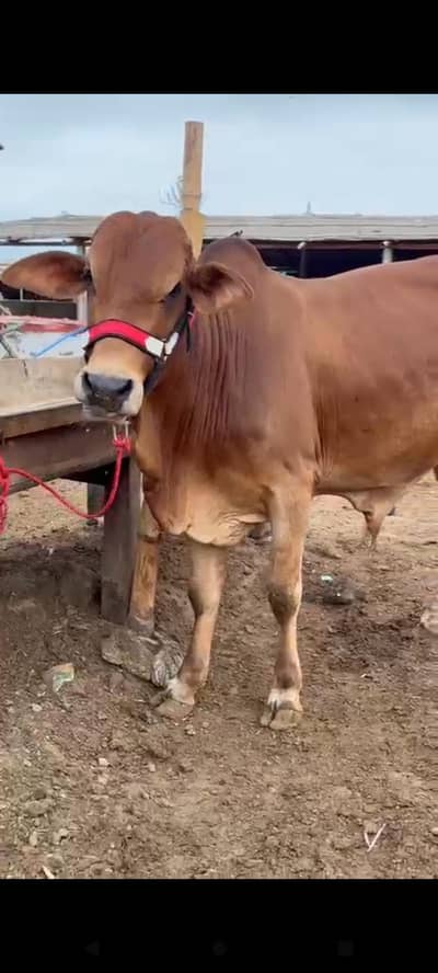 bachra for sale