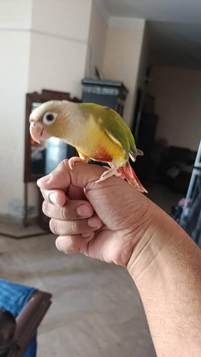 hand tame pineapple cnoure