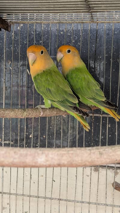 LOVEBIRDS (Orange hood opaline green)