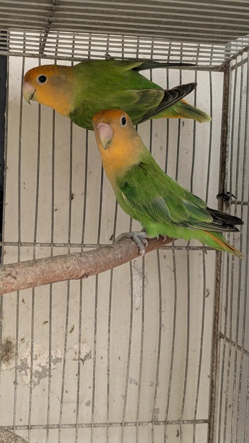 LOVEBIRDS (Orange hood opaline green) — photo 2