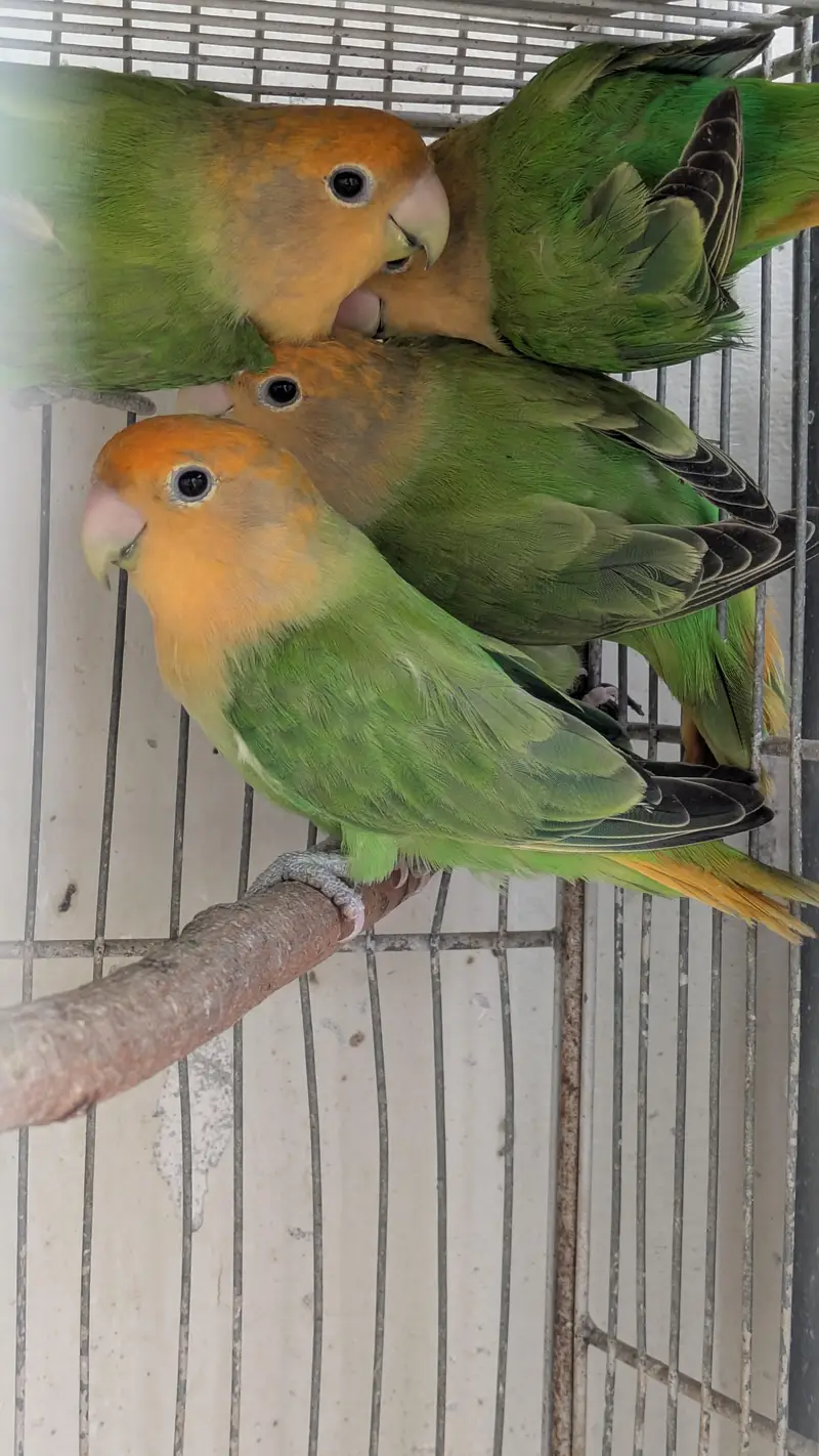 LOVEBIRDS (Orange hood opaline green) — photo 3