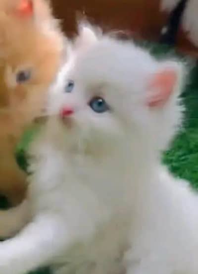 Persian cat for sale 2 month age available