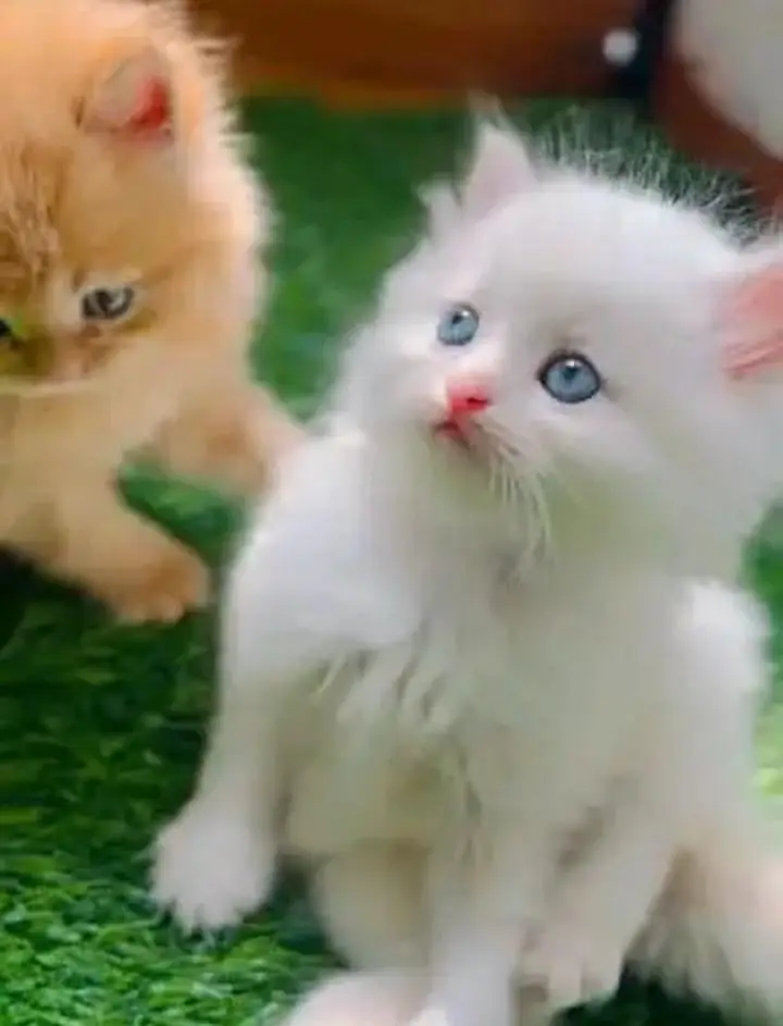 Persian cat for sale 2 month age available — photo 2
