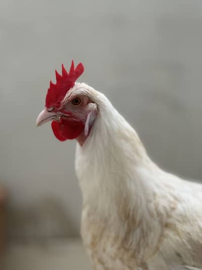 Golden buff cross Male