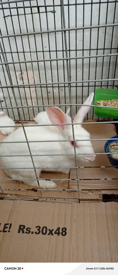 2 female one male and 5 bunnies