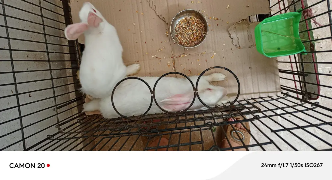 2 female one male and 5 bunnies — photo 2