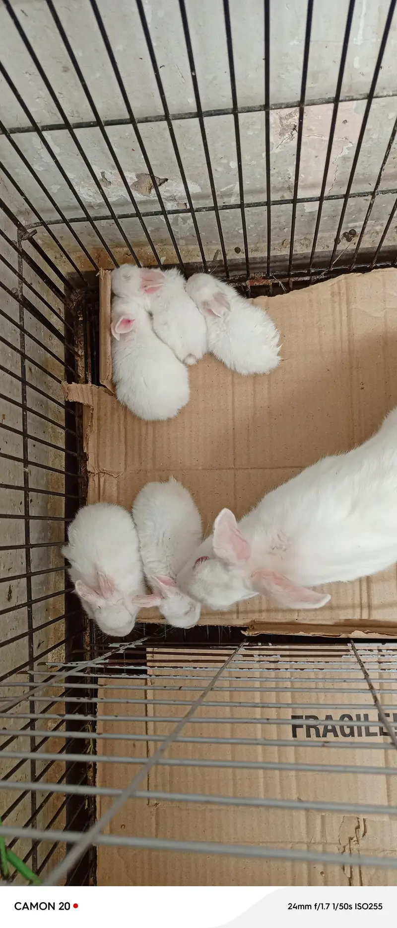 2 female one male and 5 bunnies — photo 3